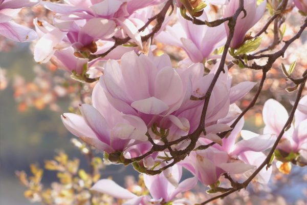 Magnolia-Tree-Facts-600×400