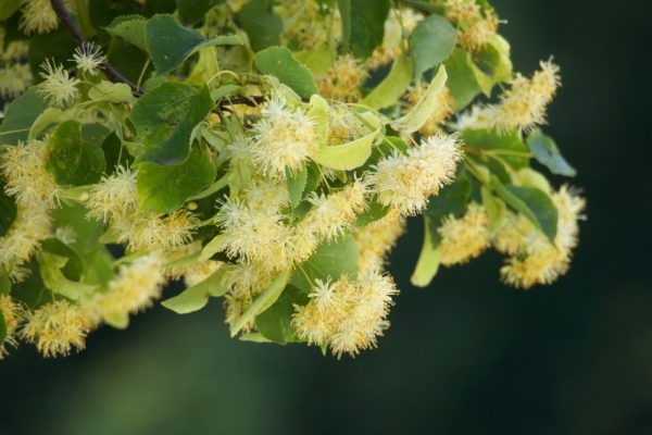 linden-tree-600×400